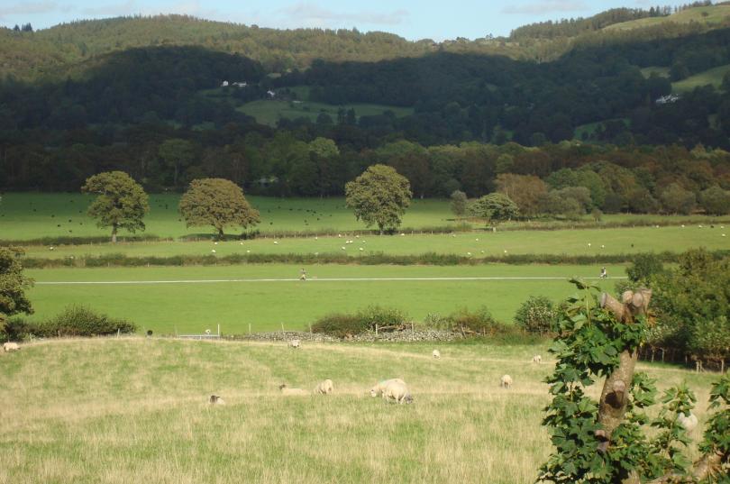 Picture of the fields and hills, full of sheep, taken from the rear of Becks Fold.