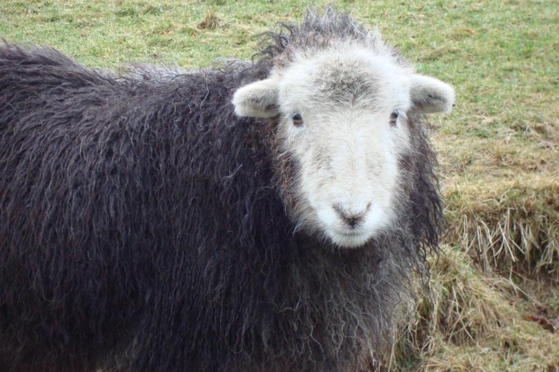 A picture of one of the local residents, a friendly sheep!